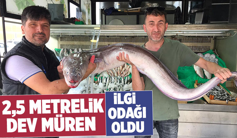 Dev müren balığı Balıkçı Hüseyin'de satşta