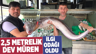 Dev müren balığı Balıkçı Hüseyin'de satşta