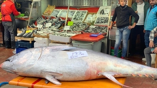 Dev orkinos Balıkçı Hüseyin farkı ile satışta