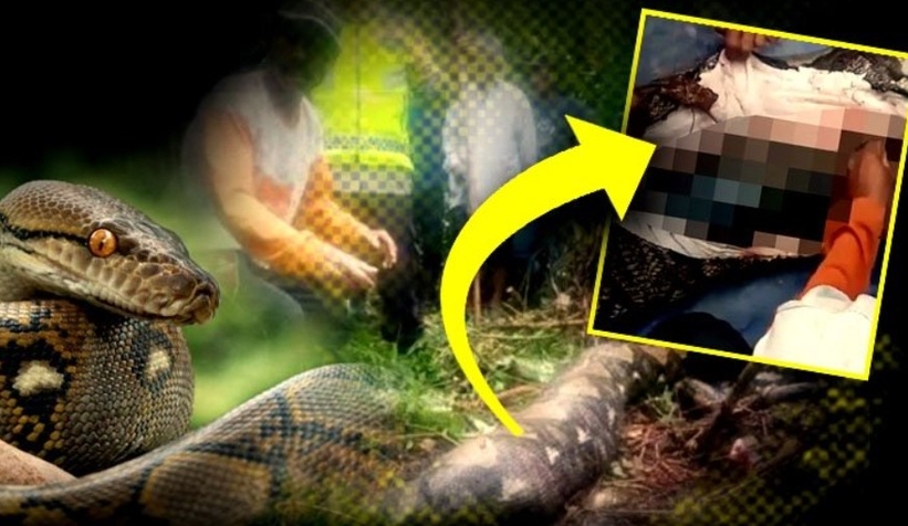 Dev piton kadını öldürüp yedi