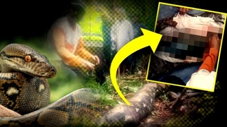 Dev piton kadını öldürüp yedi