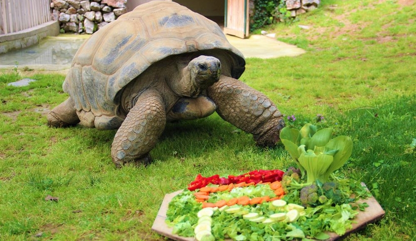 Devasa kaplumbağaya 102. yaş sürprizi
