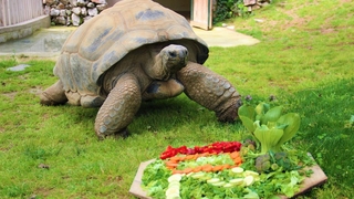 Devasa kaplumbağaya 102. yaş sürprizi