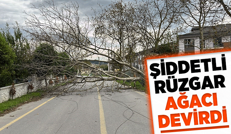 Devrilen ağaç caddede ulaşımı aksattı