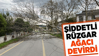 Devrilen ağaç caddede ulaşımı aksattı