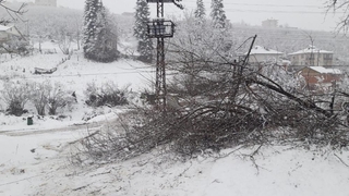 Devrilen ağaç mahalleyi elektriksiz bıraktı