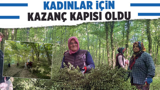 Dikenine katlanarak evlerine ekmek parası götürüyorlar