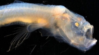 Dinozorlardan kalma sıradışı canlılar bulundu