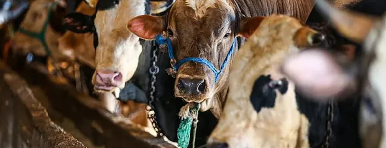 Diyanet vekaletle kurban kesim ücretlerini açıkladı; İşte yurt içi ve yurt dışı fiyatlar