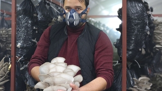 Doğa tutkusu mantar yetiştiricisi yaptı