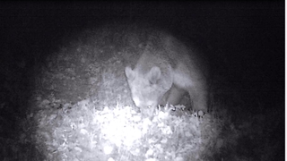 Doğada dolaşan ayı fotokapana yakalandı
