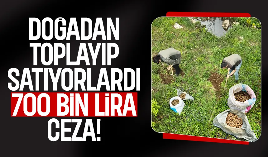 Doğadan toplayıp satıyorlardı; 700 bin lira ceza kesildi