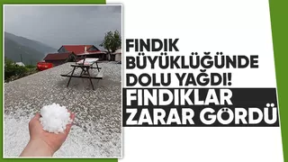 Dolu yağdı fındık bahçelerinde zarar var