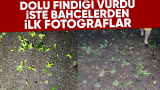 Dolu yağışı Ferizli ve Karasu'da fındığı vurdu