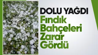 Dolu yağışı fındık bahçelerini vurdu