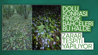 Dolunun vurduğu fındık bahçelerinde zarar tespiti yapılıyor