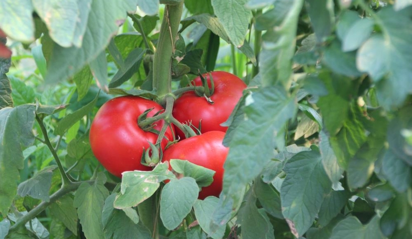 Domates üreticisi fiyatlardan memnun