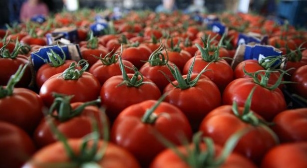 Domateste ihracat yasağı kalktı