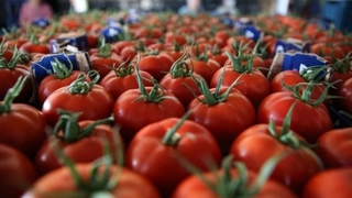 Domateste ihracat yasağı kalktı