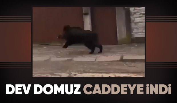 Domuz caddede böyle koşturdu