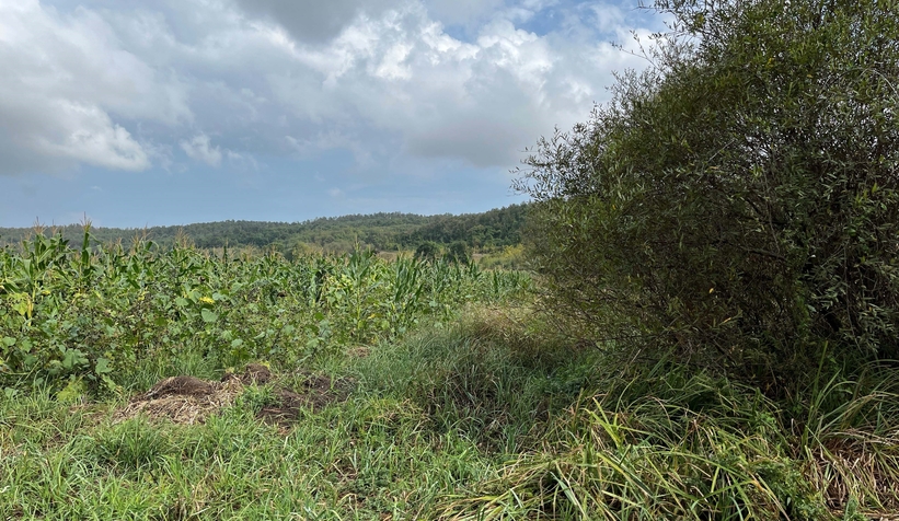 Domuz nöbetinde yanlışlıkla arkadaşını öldürdü