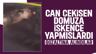 Domuza işkence yapan gençler gözaltına alındı