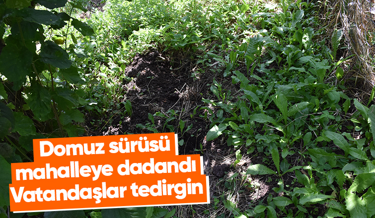 Domuzlar ekinlere zarar veriyor