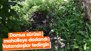 Domuzlar ekinlere zarar veriyor