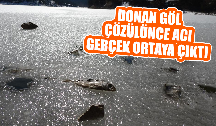 Donan gölde balıklar öldü