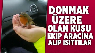 Donmak üzere olan kuşu ekip aracına alıp ısıttılar