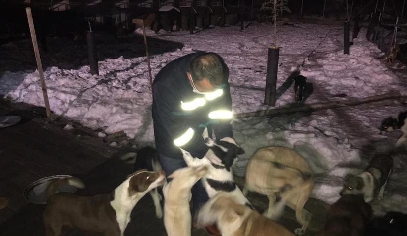 Donmak üzere olan sokak köpeklerine belediye sahip çıktı