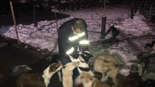 Donmak üzere olan sokak köpeklerine belediye sahip çıktı