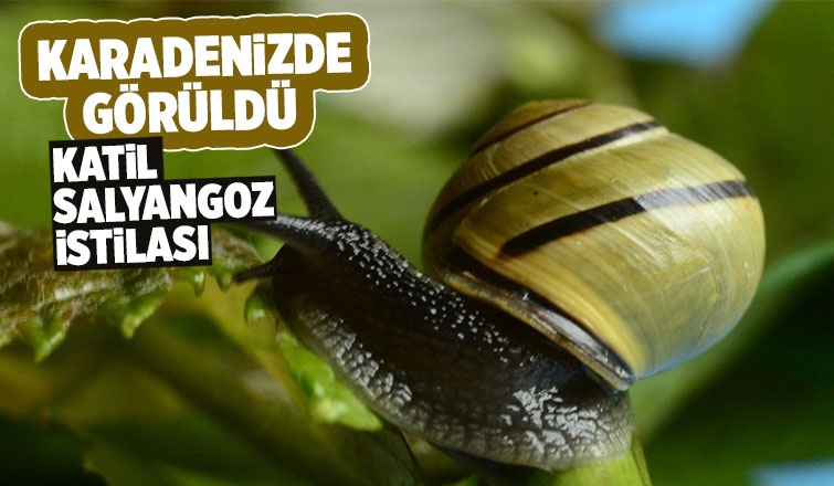 Drakula ve vampir kelebeğin ardından katil salyangoz istilası