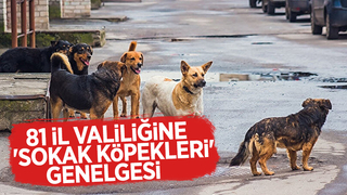 Düğmeye basıldı; 81 ile sokak köpekleri genelgesi