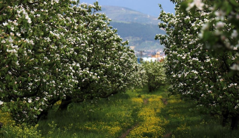 Dünyanın ayva merkezinde ağaçlar çiçek açtı