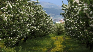 Dünyanın ayva merkezinde ağaçlar çiçek açtı