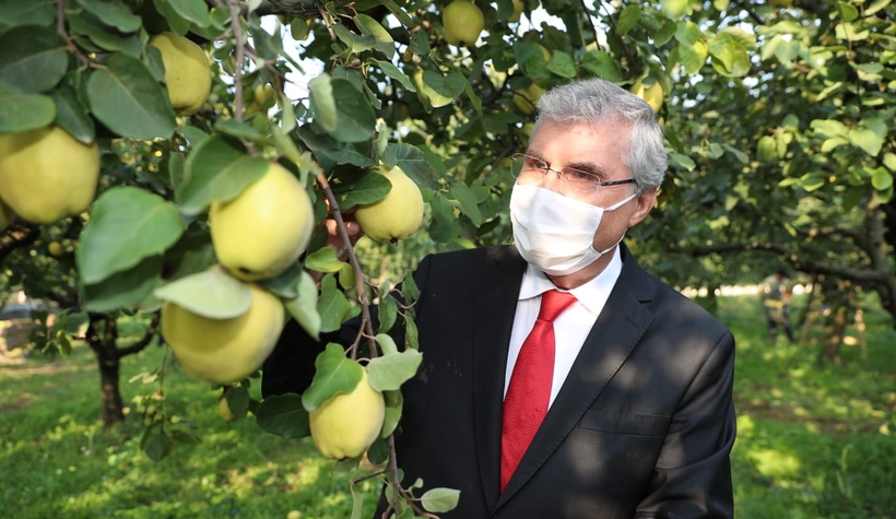 Dünyanın ayvasını şehrimiz üretiyor