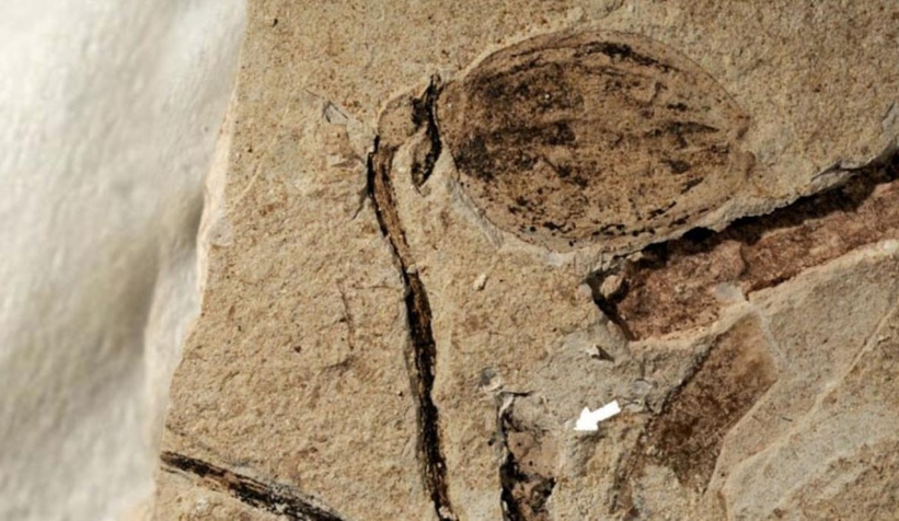 Dünyanın en eski çiçek tomurcuğu fosili bulundu