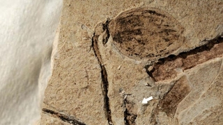 Dünyanın en eski çiçek tomurcuğu fosili bulundu