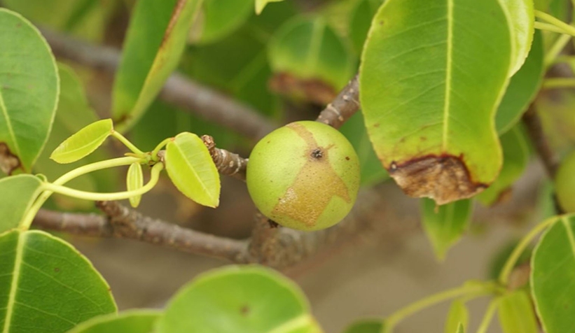 Dünyanın en ölümcül ağacı: Dalları altında durmak bile öldürebilir