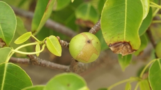 Dünyanın en ölümcül ağacı: Dalları altında durmak bile öldürebilir