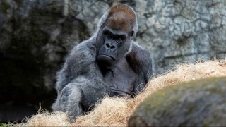 Dünyanın en yaşlı erkek gorili 61 yaşında hayatını kaybetti