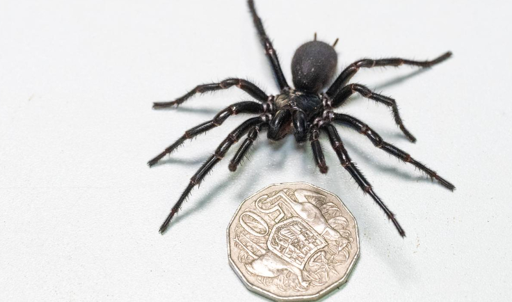 Dünyanın en zehirli örümceği bulundu
