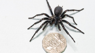 Dünyanın en zehirli örümceği bulundu