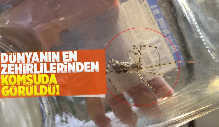 Dünyanın en zehirli örümcekleri arasında, Bilecik'te görüldü