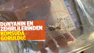 Dünyanın en zehirli örümcekleri arasında, Bilecik'te görüldü