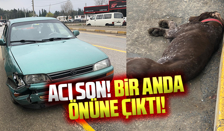Duramayıp çarptığı köpek öldü