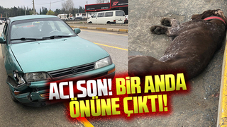 Duramayıp çarptığı köpek öldü