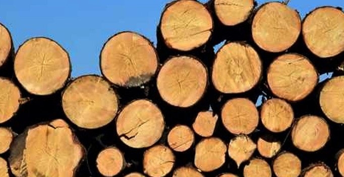 Düşen odunların altında kalmıştı, ölüm haberi geldi