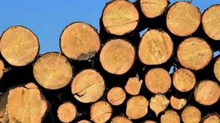 Düşen odunların altında kalmıştı, ölüm haberi geldi